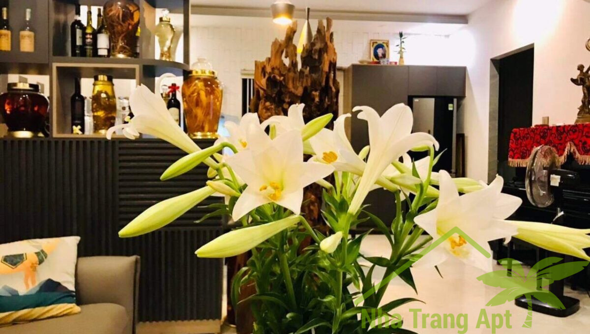 house for rent nha trang h198-3